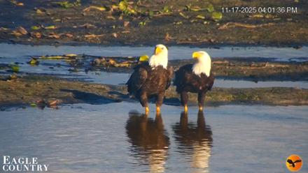 Southwest Florida River Wildlife Live Cams - Nov 17, 2025, 4:03pm EST
