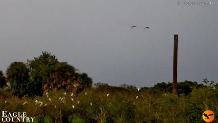 Southwest Florida River Wildlife Live Cams - Sep 11, 2026, 6:37pm EDT
