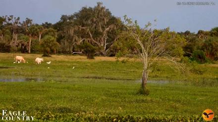 Southwest Florida River Wildlife Live Cams - Sep 10, 2026, 6:08pm EDT