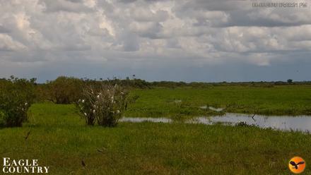 Southwest Florida River Wildlife Live Cams - Aug 6, 2026, 2:00pm EDT