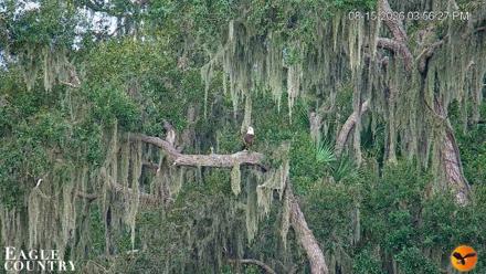 Southwest Florida River Wildlife Live Cams - Aug 15, 2026, 3:57pm EDT