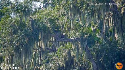 Southwest Florida River Wildlife Live Cams - Sep 4, 2026, 11:14am EDT