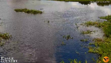 Southwest Florida River Wildlife Live Cams - Aug 22, 2026, 12:14pm EDT