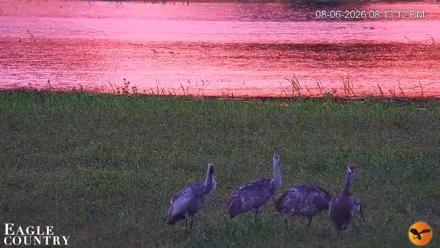 Southwest Florida River Wildlife Live Cams - Aug 6, 2026, 8:14pm EDT