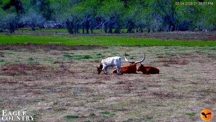 Southwest Florida River Wildlife Live Cams - Mar 4, 2026, 1:40pm EST