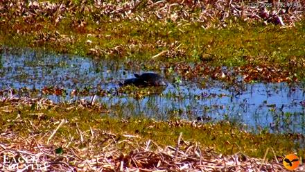 Southwest Florida River Wildlife Live Cams - Mar 1, 2026, 5:32pm EST