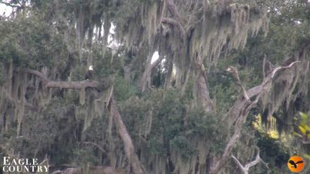 Southwest Florida River Wildlife Live Cams - Aug 25, 2026, 12:59pm EDT
