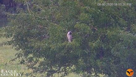 Southwest Florida River Wildlife Live Cams - Aug 6, 2026, 8:01pm EDT