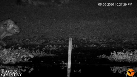 Southwest Florida River Wildlife Live Cams - Jun 20, 2026, 10:29pm EDT