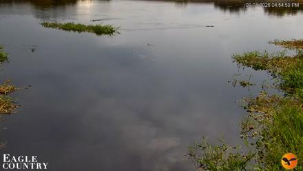 Southwest Florida River Wildlife Live Cams - Sep 1, 2026, 4:55pm EDT