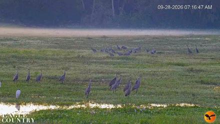 Southwest Florida River Wildlife Live Cams - Sep 28, 2026, 7:17am EDT