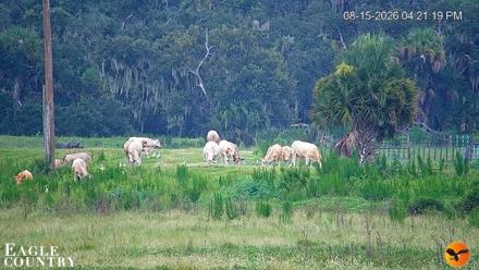 Southwest Florida River Wildlife Live Cams - Aug 15, 2026, 6:18pm EDT