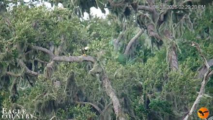 Southwest Florida River Wildlife Live Cams - Aug 23, 2026, 2:30pm EDT