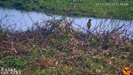 Southwest Florida River Wildlife Live Cams - Dec 11, 2025, 6:30pm EST