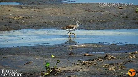 Southwest Florida River Wildlife Live Cams - Jul 9, 2026, 8:05pm EDT