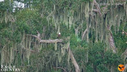 Southwest Florida River Wildlife Live Cams - Aug 15, 2026, 6:14pm EDT
