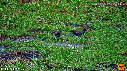 Southwest Florida River Wildlife Live Cams - Jul 3, 2026, 3:00pm EDT