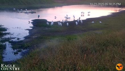 Southwest Florida River Wildlife Live Cams - Nov 23, 2025, 5:31pm EST