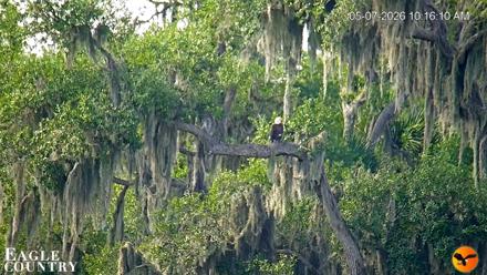 Southwest Florida River Wildlife Live Cams - May 7, 2026, 10:17am EDT