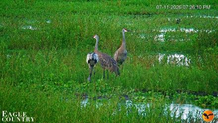 Southwest Florida River Wildlife Live Cams - Jul 11, 2026, 7:26pm EDT
