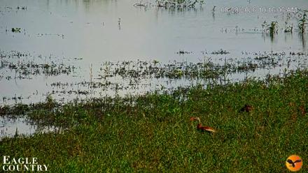 Southwest Florida River Wildlife Live Cams - Aug 28, 2026, 10:17am EDT