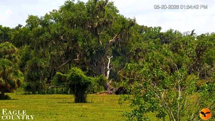 Southwest Florida River Wildlife Live Cams - May 20, 2026, 1:55pm EDT