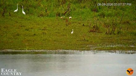 Southwest Florida River Wildlife Live Cams - Aug 28, 2026, 3:09pm EDT