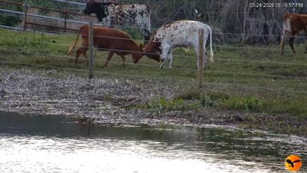 Southwest Florida River Wildlife Live Cams - Mar 24, 2026, 7:06pm EDT