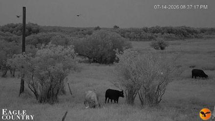 Southwest Florida River Wildlife Live Cams - Jul 14, 2026, 8:38pm EDT