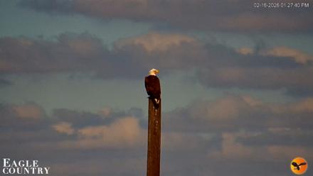 Southwest Florida River Wildlife Live Cams - Feb 16, 2026, 1:28pm EST