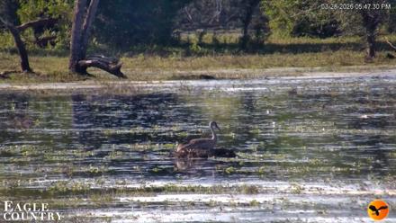 Southwest Florida River Wildlife Live Cams - Mar 28, 2026, 5:48pm EDT