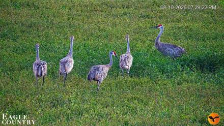 Southwest Florida River Wildlife Live Cams - Aug 10, 2026, 7:30pm EDT