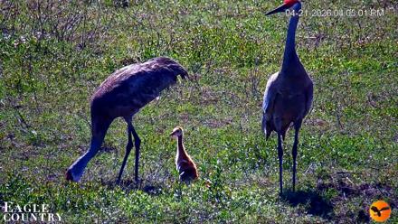Southwest Florida River Wildlife Live Cams - Apr 22, 2026, 12:29am EDT