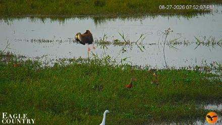 Southwest Florida River Wildlife Live Cams - Aug 27, 2026, 8:27pm EDT