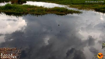 Southwest Florida River Wildlife Live Cams - Sep 30, 2026, 6:22pm EDT