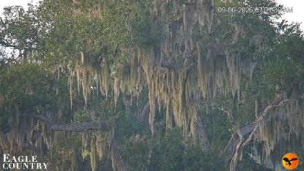 Southwest Florida River Wildlife Live Cams - Sep 6, 2026, 7:06am EDT