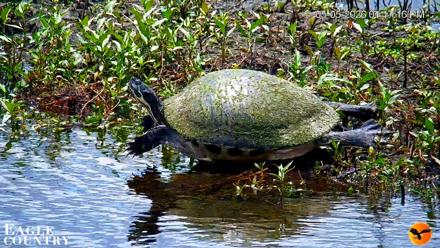 Southwest Florida River Wildlife Live Cams - May 5, 2026, 5:26pm EDT