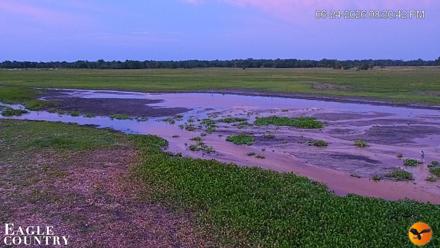 Southwest Florida River Wildlife Live Cams - Jun 24, 2026, 8:31pm EDT