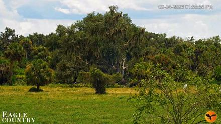 Southwest Florida River Wildlife Live Cams - Sep 4, 2026, 1:36pm EDT