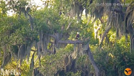 Southwest Florida River Wildlife Live Cams - May 7, 2026, 10:42am EDT