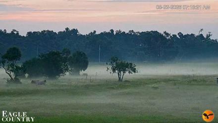 Southwest Florida River Wildlife Live Cams - Aug 22, 2026, 7:18am EDT