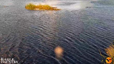 Southwest Florida River Wildlife Live Cams - Oct 14, 2026, 10:36am EDT