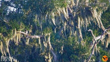 Southwest Florida River Wildlife Live Cams - Sep 25, 2026, 6:24pm EDT