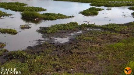 Southwest Florida River Wildlife Live Cams - Jun 20, 2026, 7:31pm EDT