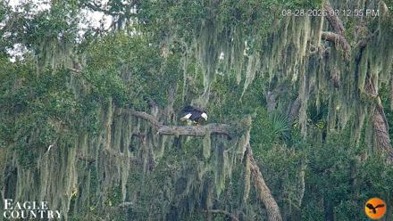 Southwest Florida River Wildlife Live Cams - Aug 28, 2026, 3:14pm EDT