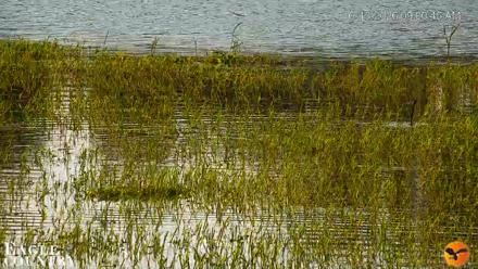 Southwest Florida River Wildlife Live Cams - Oct 15, 2026, 9:01am EDT