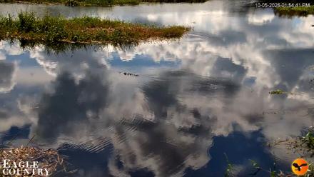 Southwest Florida River Wildlife Live Cams - Oct 5, 2026, 1:54pm EDT
