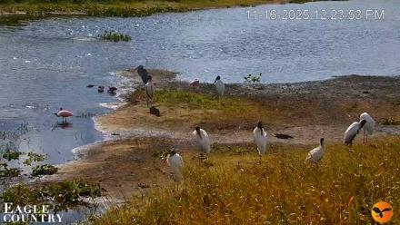 Southwest Florida River Wildlife Live Cams - Nov 16, 2025, 12:24pm EST