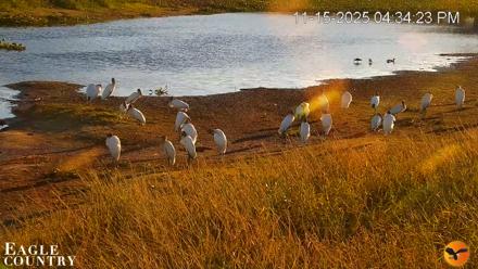 Southwest Florida River Wildlife Live Cams - Nov 15, 2025, 4:35pm EST