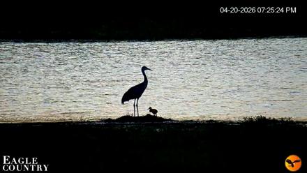 Southwest Florida River Wildlife Live Cams - Apr 20, 2026, 7:26pm EDT